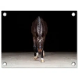 Paard - Modern - Portret tuinposter los doek klein -3d