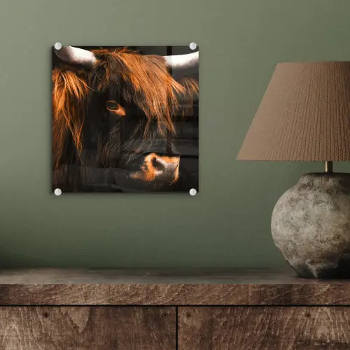 Schotse hooglander - Zwart - Koe - Hoorn - Dieren plexiglas 5mm klein -sfeer3