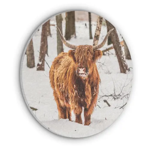 Schotse Hooglander - Sneeuw - Winter - Natuur - Dieren Akoestische PET Vilt - Rond klein -3d