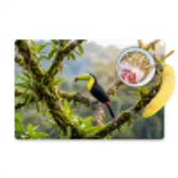 Toekan - Jungle - Natuur - Kleurrijk Placemat vinyl groot -zzzproduct_Kitchenyeah-website
