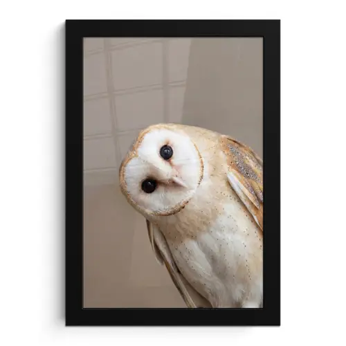 Uil - Bruin - Wit fotolijst zwart zonder passe partout klein -3d