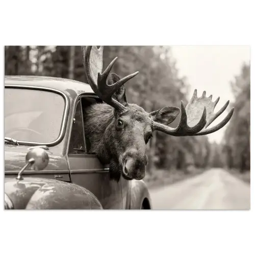 Eland - Auto - Gewei - Zwart - Wit poster papier klein -3d