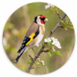 Putter - Bloesem - Lente - Natuur - Kleurrijk Wandcirkel kunststof plaat 5mm dik klein -3d