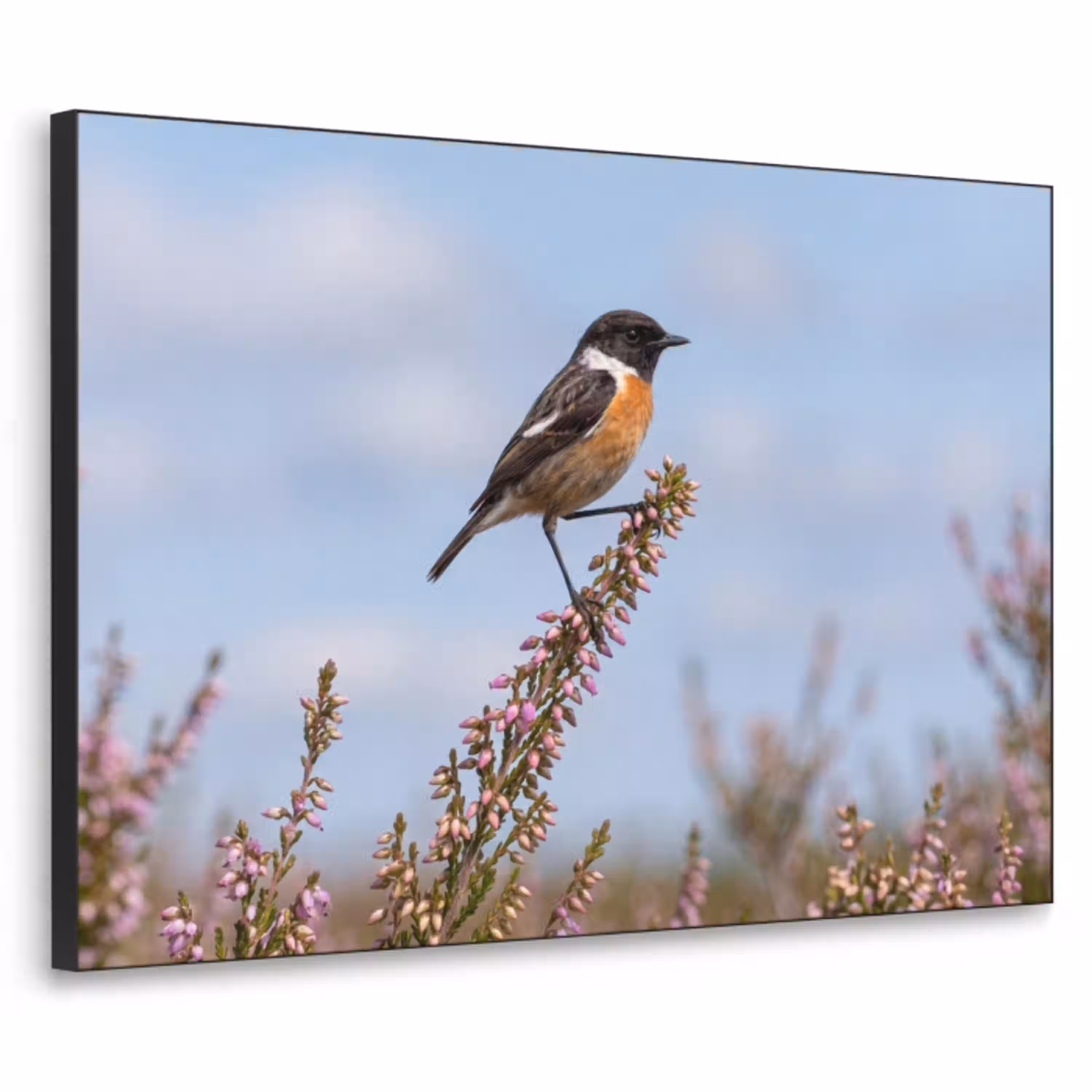 Roodborsttapuit - Heide - Paars - Natuur - Sfeervol Textielframe zwart klein -3d