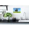 Koeien - Weiland - Gras - Dieren - Boerderij Muursticker klein -keuken
