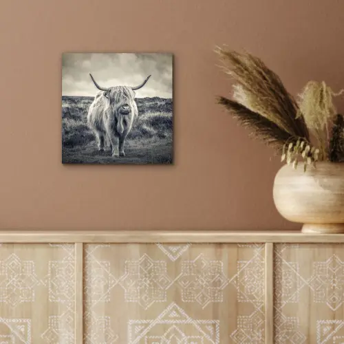Schotse hooglander - Dieren - Wolken - Koe - Natuur aluminium wit klein -sfeer4