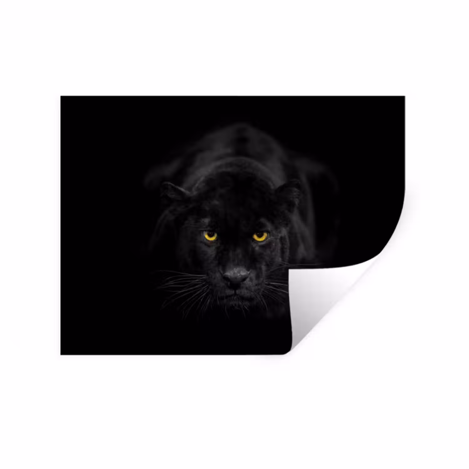 Wandtattoo – Panther - Tiere - Schwarz - Augen