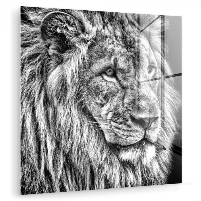 Portret - Leeuw - Zwart wit plexiglas 5mm klein -zzzproduct_nieuw