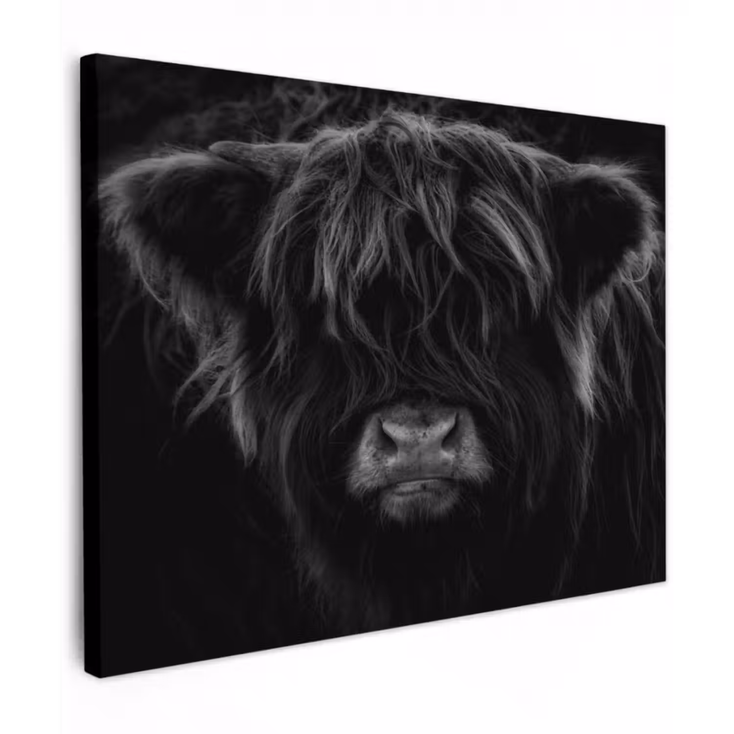 Leinwandbild - Schottischer Highlander - Kuh - Schwarz - Weiß - Tiere