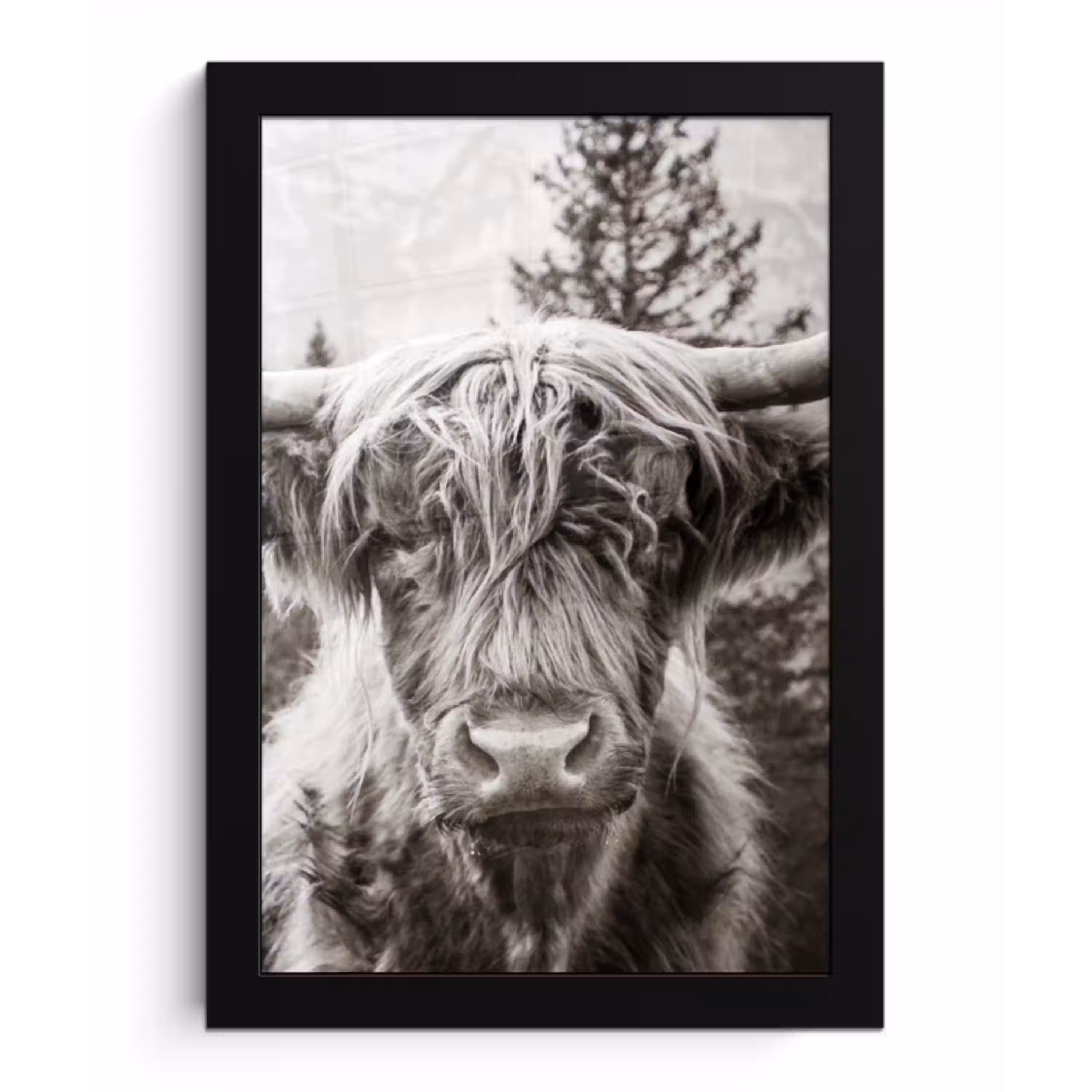 Schotse hooglander - Koe - Dieren - Zwart - Wit fotolijst zwart zonder passe partout klein -3d