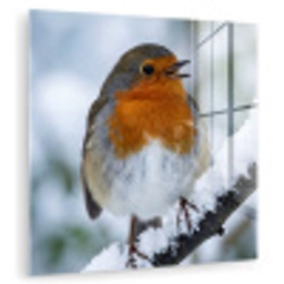 Roodborstje - Tak - Sneeuw - Winter - Levendig plexiglas 5mm klein -zzzproduct_nieuw