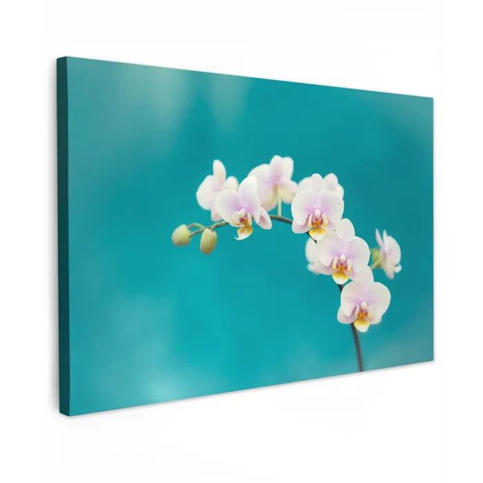 Orchidee - Bloemen - Plant - Wit - Paars canvas 2cm klein -z3d
