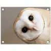 Uil - Bruin - Wit tuinposter los doek klein -3d