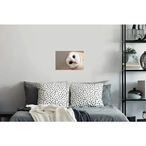 Uil - Bruin - Wit Muursticker klein -slaapkamer