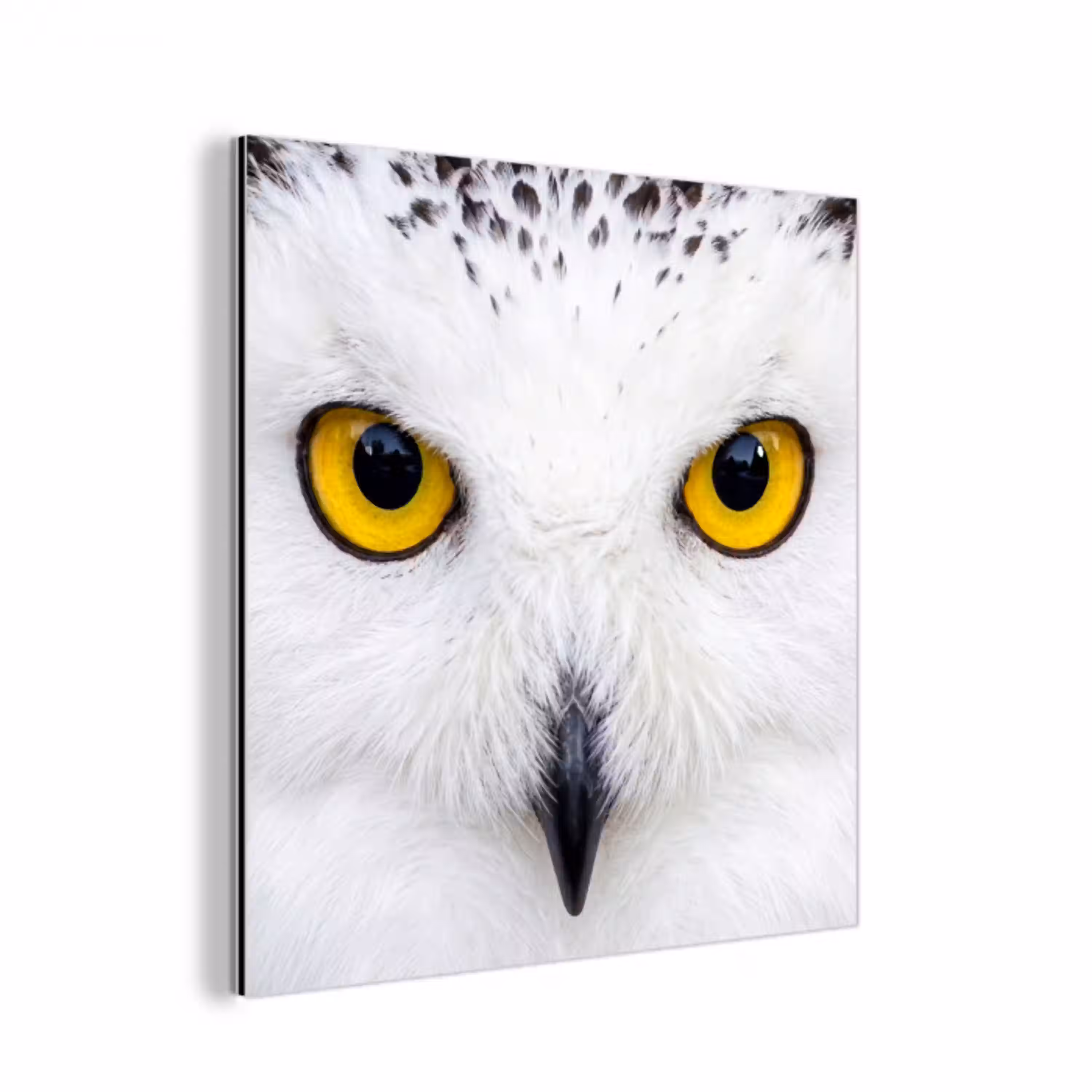Sneeuwuil - Portret - Geel aluminium wit klein -3d