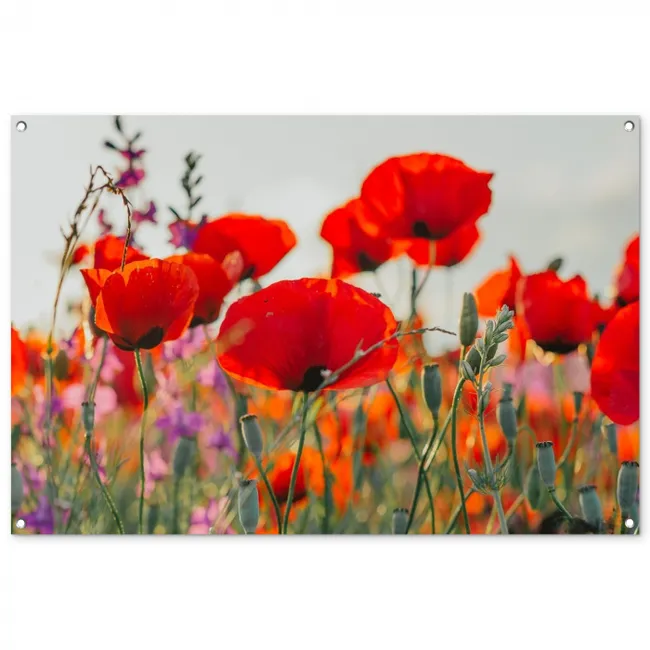 Garden Poster - Blooms of Poppies
