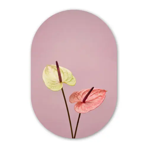 Bloemen - Anthuriums - Geel - Roze Wandcirkel Ovaal Forex klein -3d
