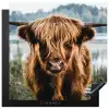 Koeien - Schotse hooglander - Bruin - Natuur Inductie beschermer vinyl 3mm middel -3d