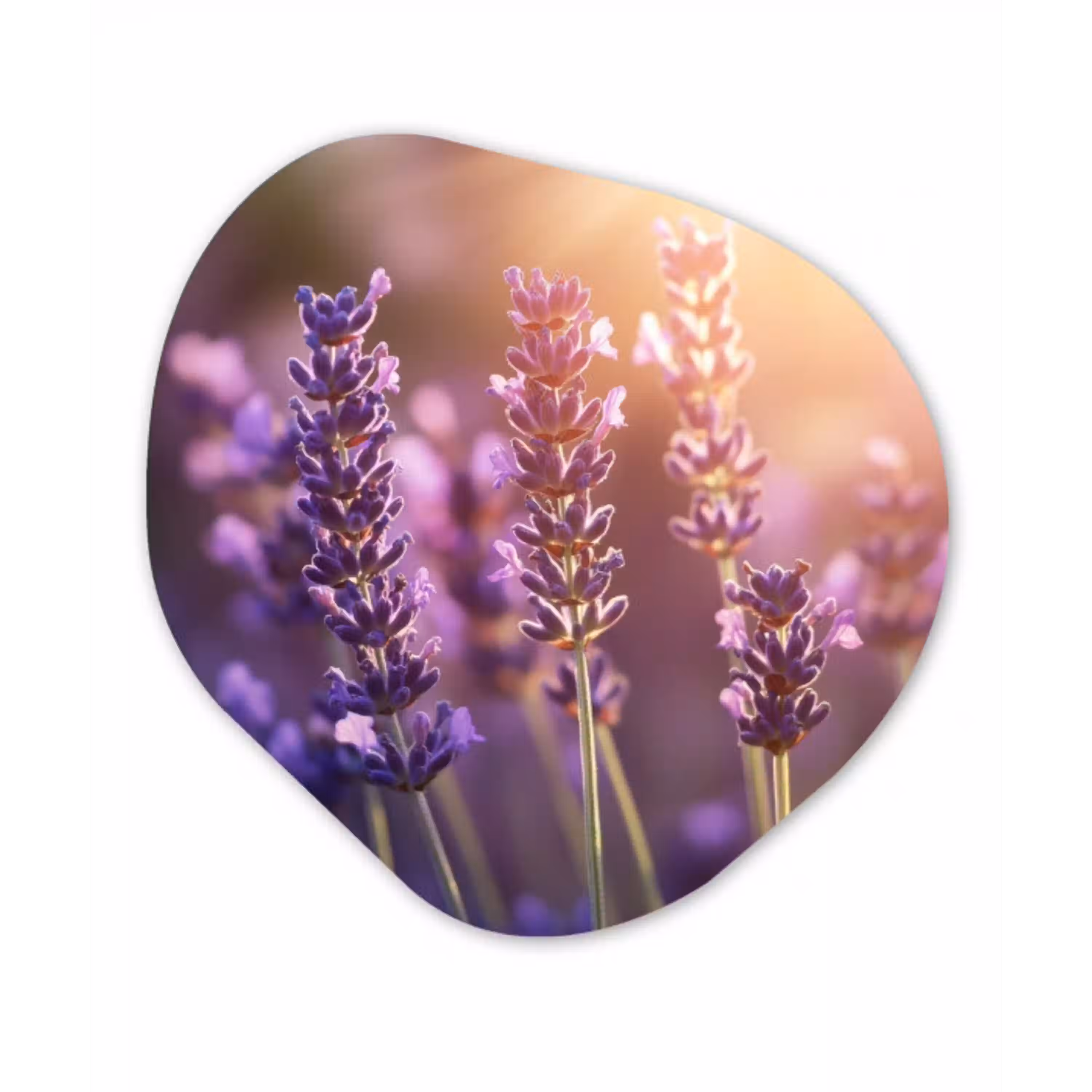 Lavendelbloemen - Paars - Zonlicht Wandcirkel Organisch Plexiglas middel -3d