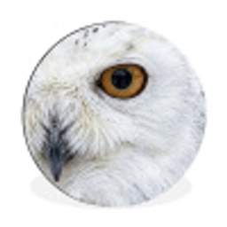 Sneeuwuil - Oog - Wildlife - Wit Wandcirkel aluminium klein -3d
