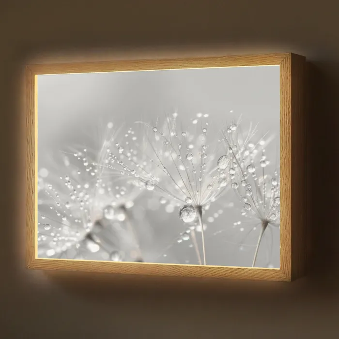 Paardenbloem - Waterdruppels - Stilleven - Modern Light Box met batterij (Wandlamp) middel -z3d_website