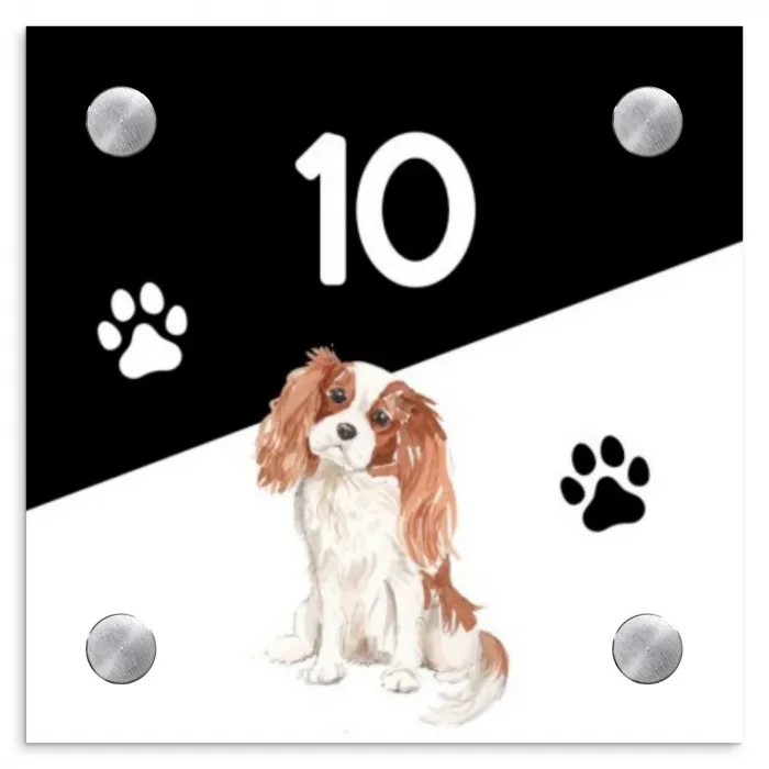 Zwart wit - Huisdier - Cavalier King Charles Spaniël Naambord Vierkant klein -3d