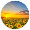 Bloemen - Zonnebloem - Zonsondergang - Nacht - Oranje Wandcirkel kunststof plaat 5mm dik klein -3d