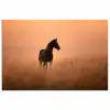 Paard - Grasveld - Zonsondergang poster papier klein -3d