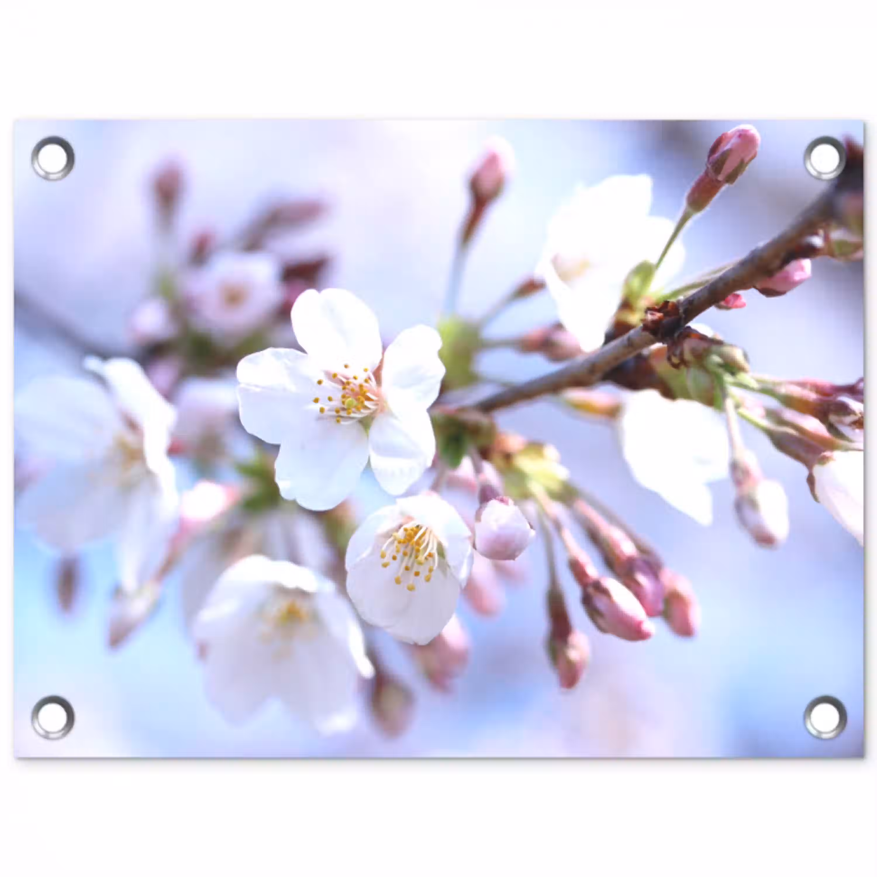 Bloemen - Sakura - Tak - Bloesem takken tuinposter los doek klein -3d