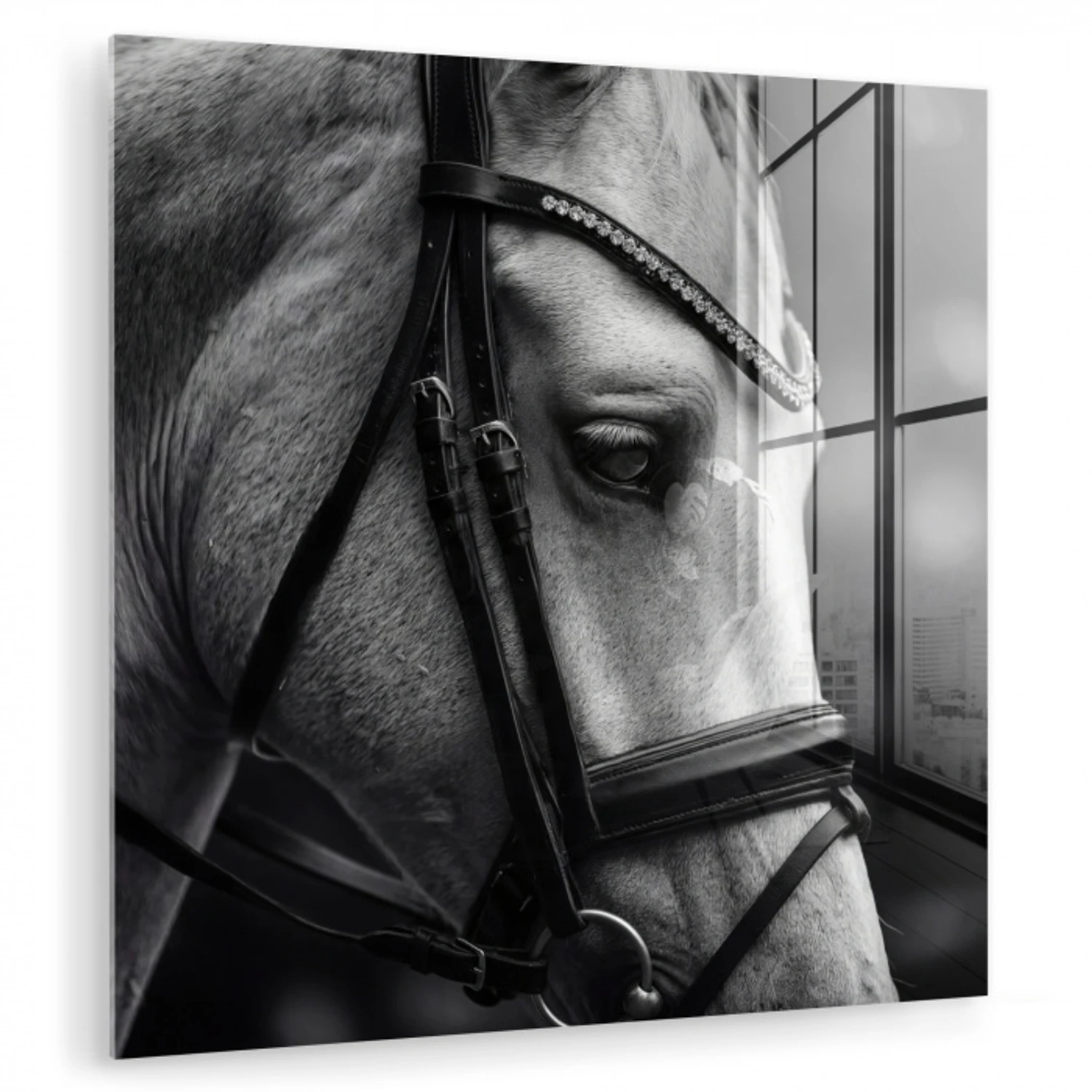 Paard - Schimmel - Portret plexiglas 5mm klein -zzzproduct_nieuw