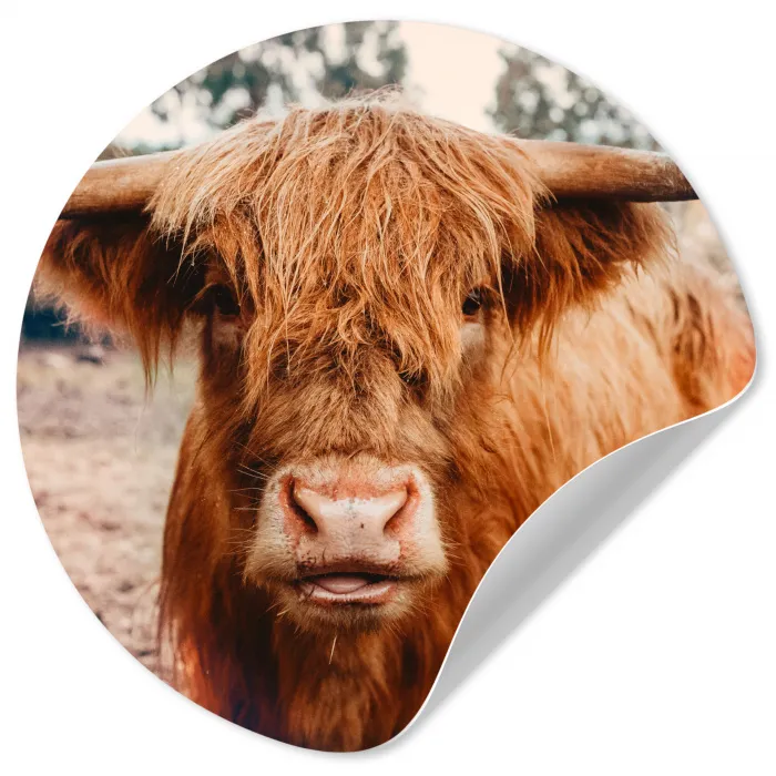 Koe- Schotse hooglander - Hoorns - Bruin - Landschap Wandcirkel behangsticker klein -3d
