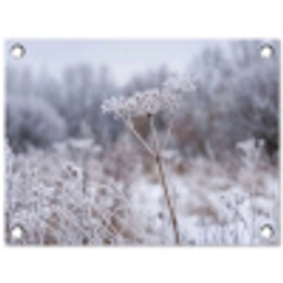 Schermbloem - Rijp - Kristallen - Winter - Delicaat tuinposter los doek klein -3d