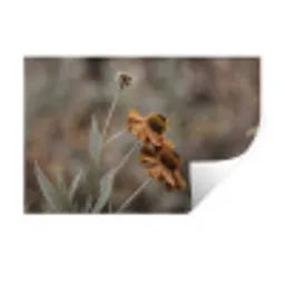 Zonnehoed - Droogbloemen - Geel - Warm Muursticker klein -3d