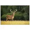 Hert - Gewei - Gras - Natuur - Dieren - Groen poster papier klein -3d