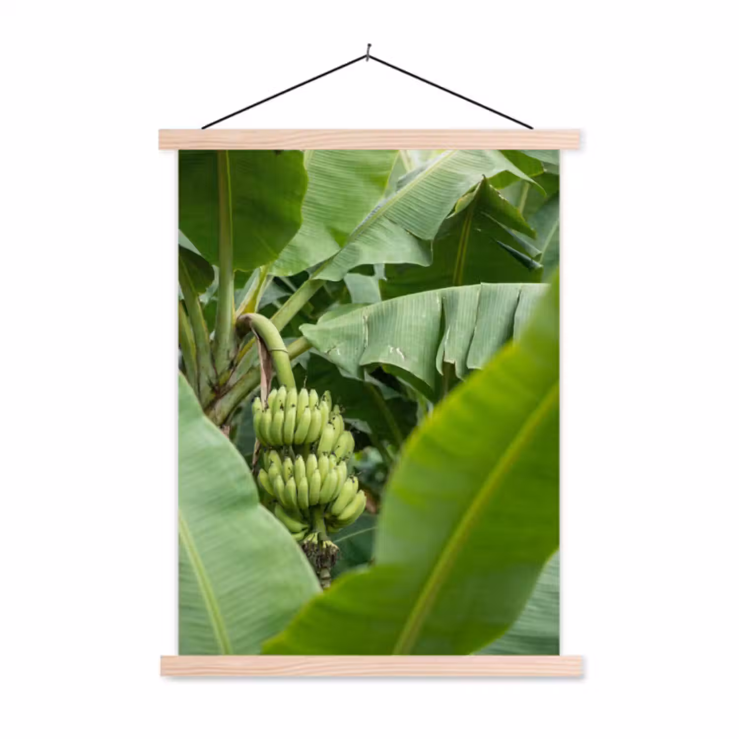 Hanging Poster - Food - Bananas - Plantation - Green