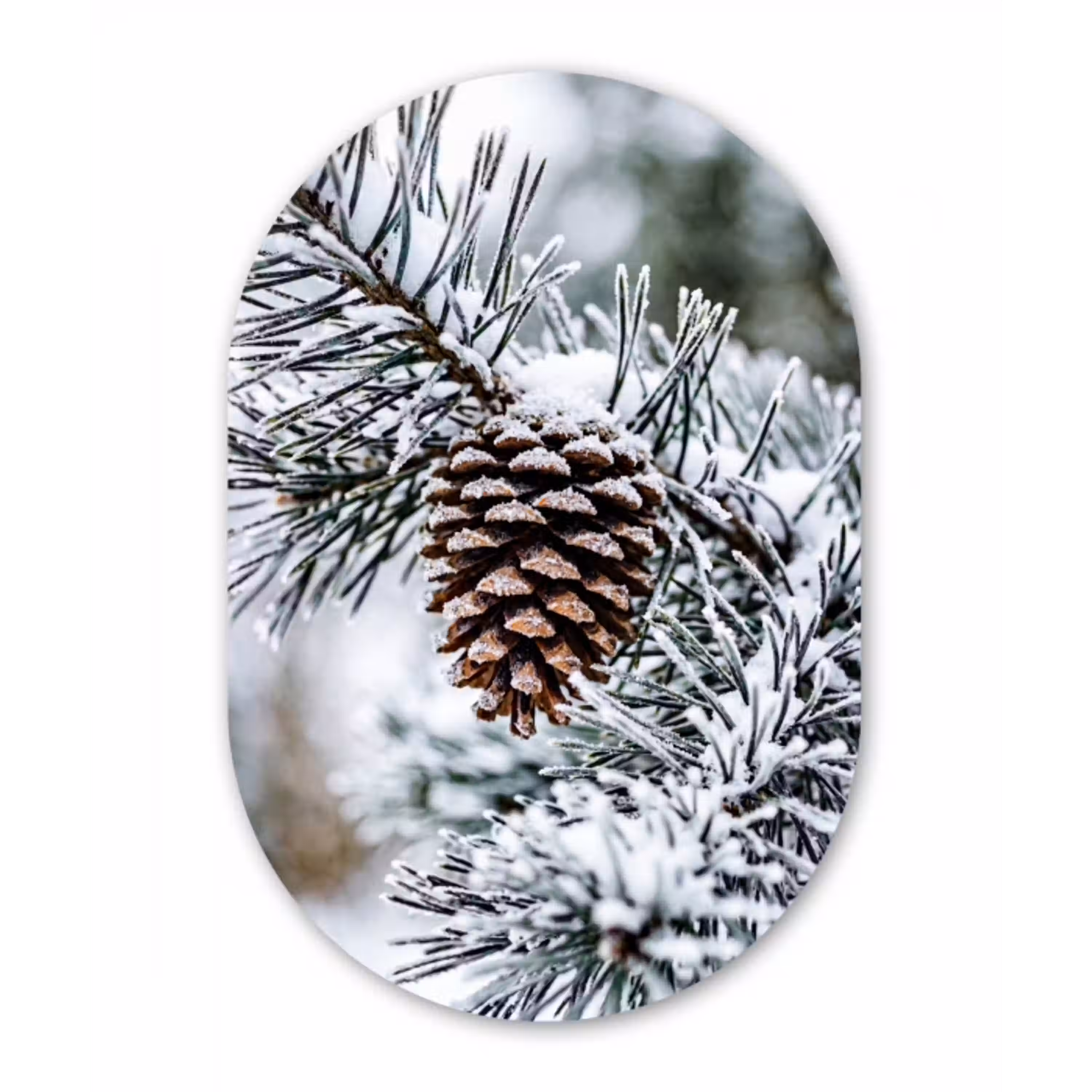 Dennenappel - Tak - Sneeuw - Winter - Sfeervol Wandcirkel Ovaal Aluminium middel -3d