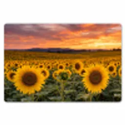 Zonnebloemen - Heuvellandschap - Geel Placemat vinyl groot -zzsfeer1_Kitchenyeah-website