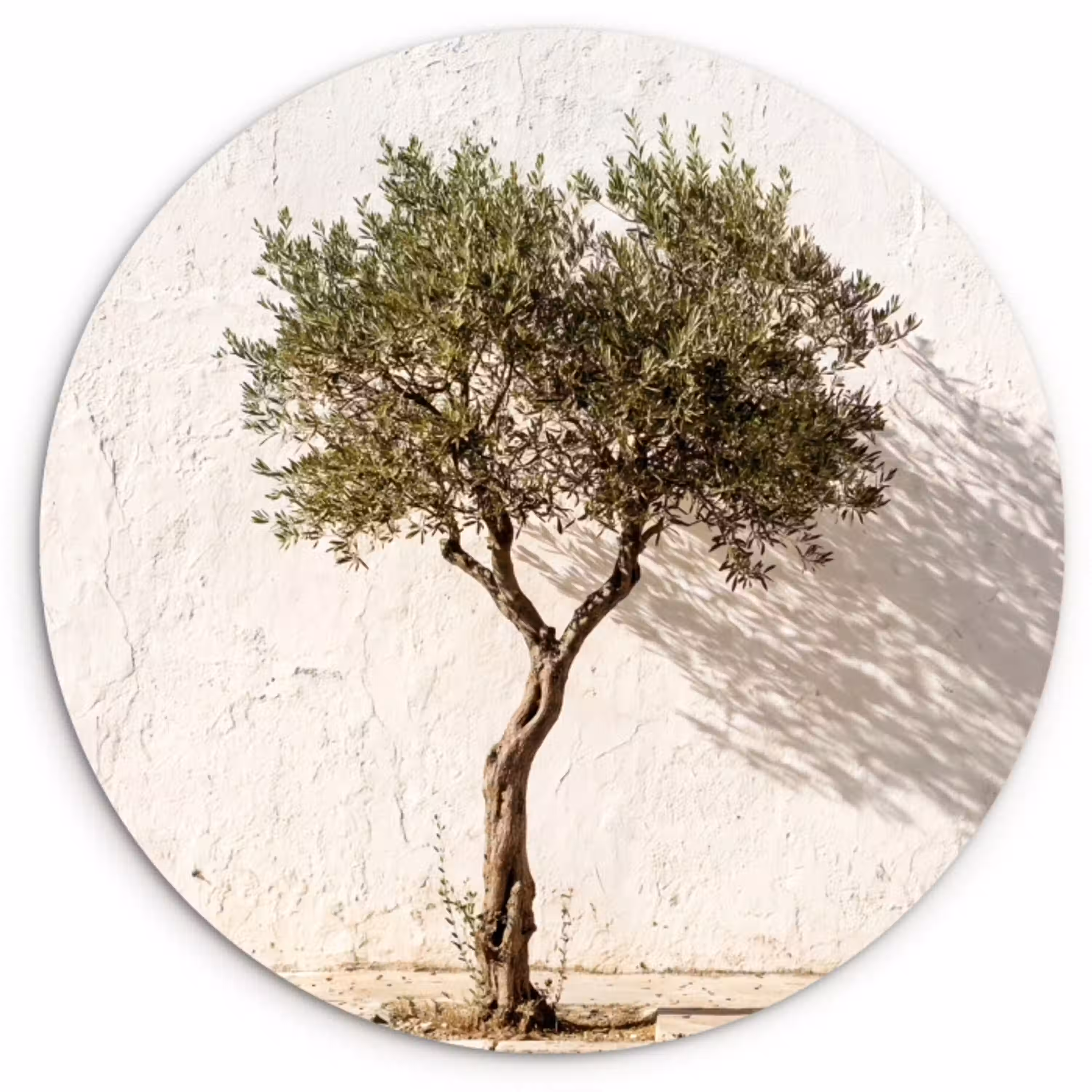 Olijfboom - muur - wit Wandcirkel plexiglas klein -3d