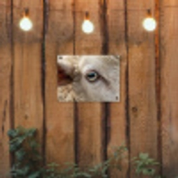 Schaap - Oog - Wit tuinposter los doek klein -sfeer1