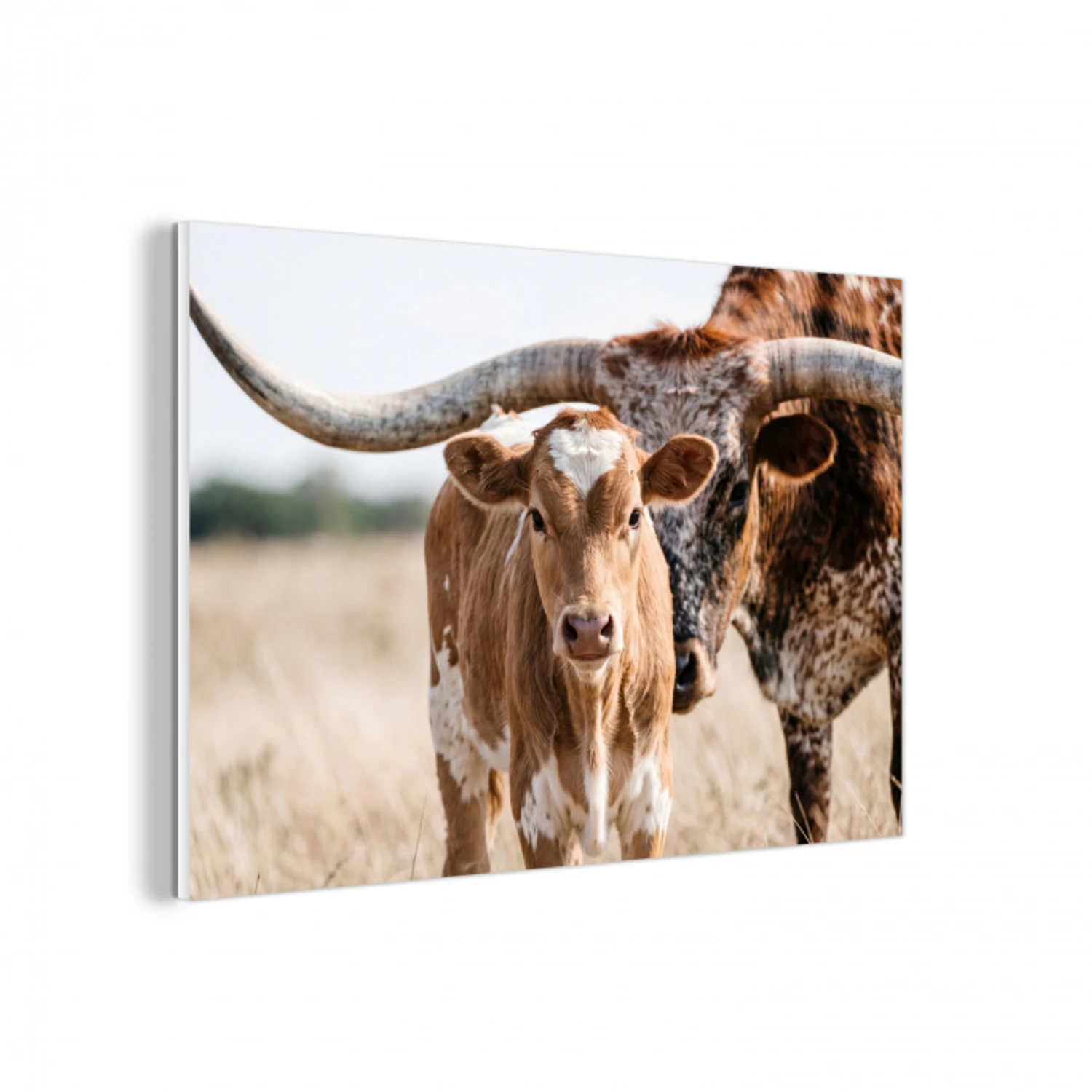 Texas Longhorn - Kalf - Weide - Dieren forex 5mm xxl -3d