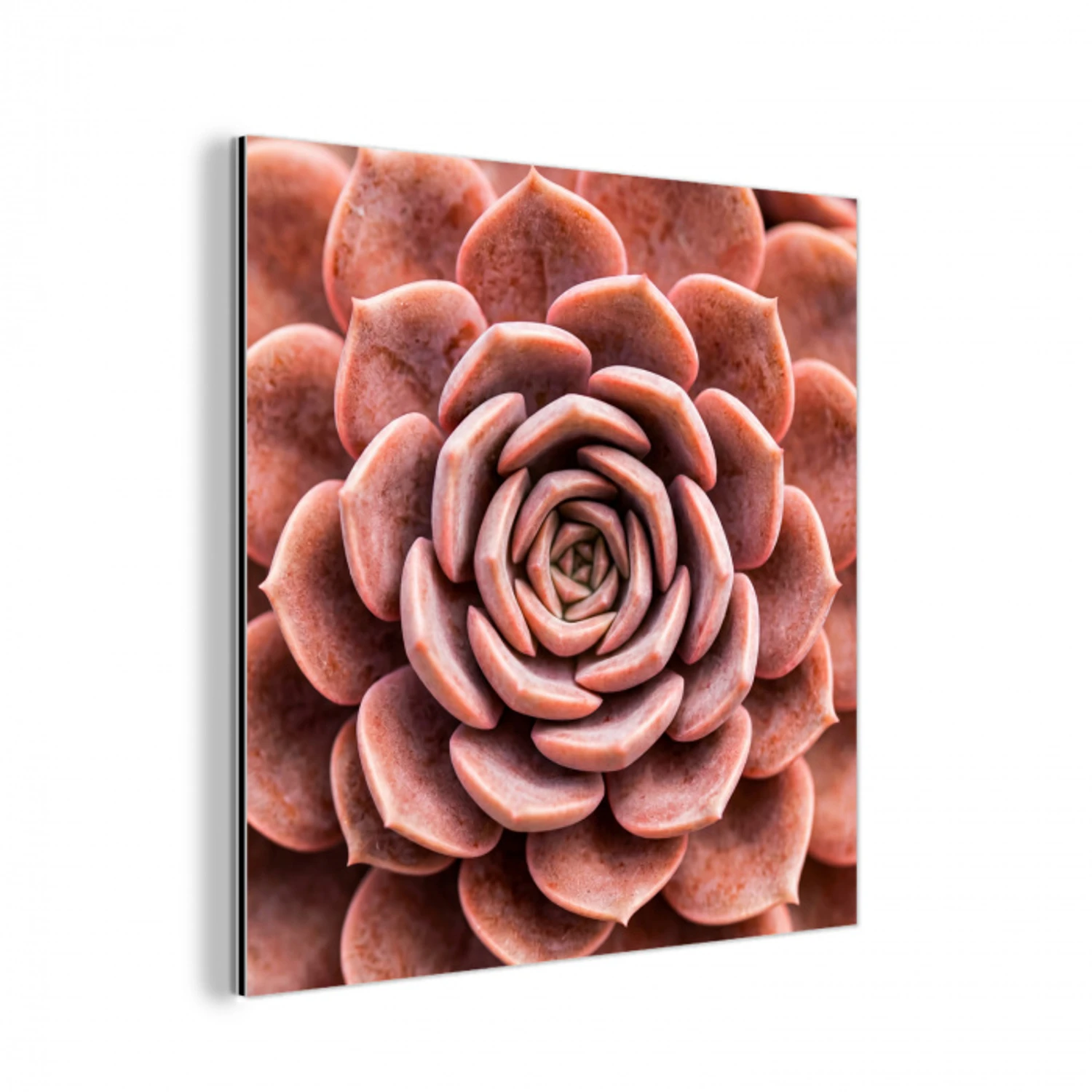 Vetplant - Organisch - Roze aluminium wit klein -3d
