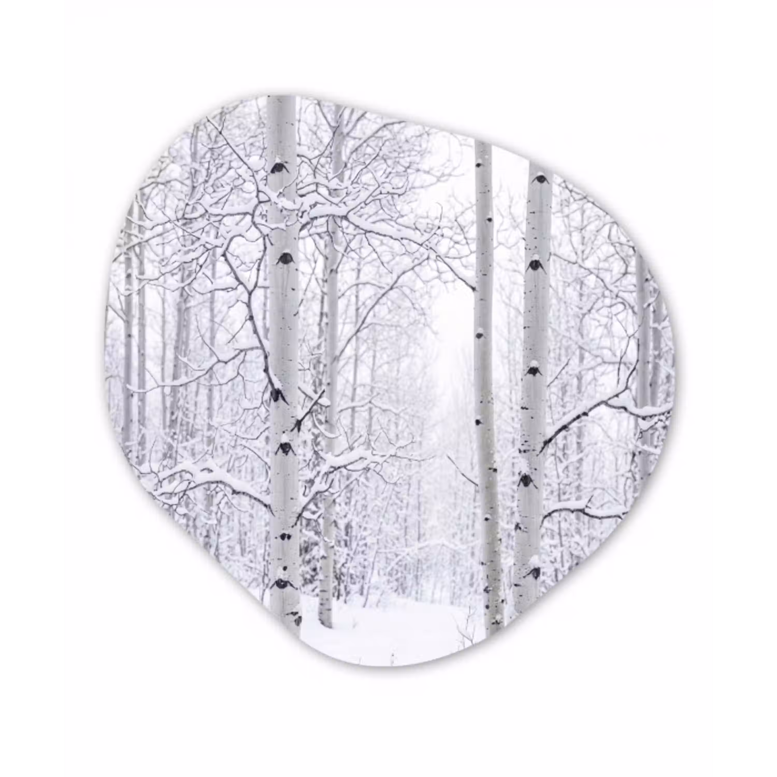 Berkenbomen - Sneeuw - Winter - Bos - Wit Wandcirkel Organisch Aluminium middel -3d