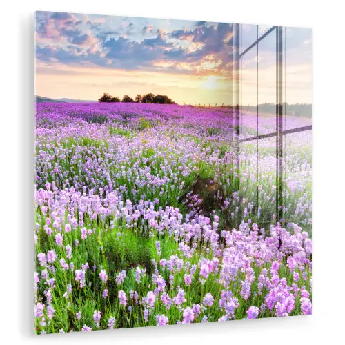 Lavendel - Bloemen - Zonsondergang - Paars - Weide plexiglas 5mm klein -zzzproduct_nieuw