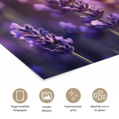 Lavendelbloemen - Paars - Zonlicht poster papier klein -closeup_NL