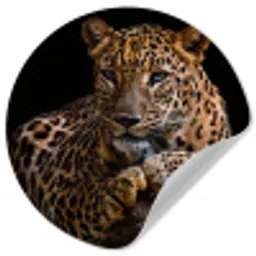 Wilde dieren - Panter - Portret - Zwart - Dieren Wandcirkel behangsticker klein -3d