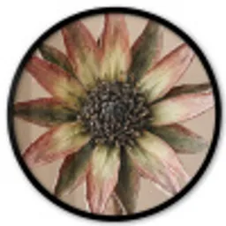 Droogbloem - Protea - Vintage - Beige - Rustiek Fotolijst rond zonder passe partout klein -3d