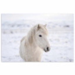 Paard - Kop - Winter - Dieren - Wit poster papier klein -3d