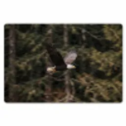 Zeearend - Vliegen - Bos - Natuur Placemat vinyl groot -zzsfeer1_Kitchenyeah-website