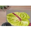 Planten - Anthurium - Groen - Roze muismat rubber klein -closeup