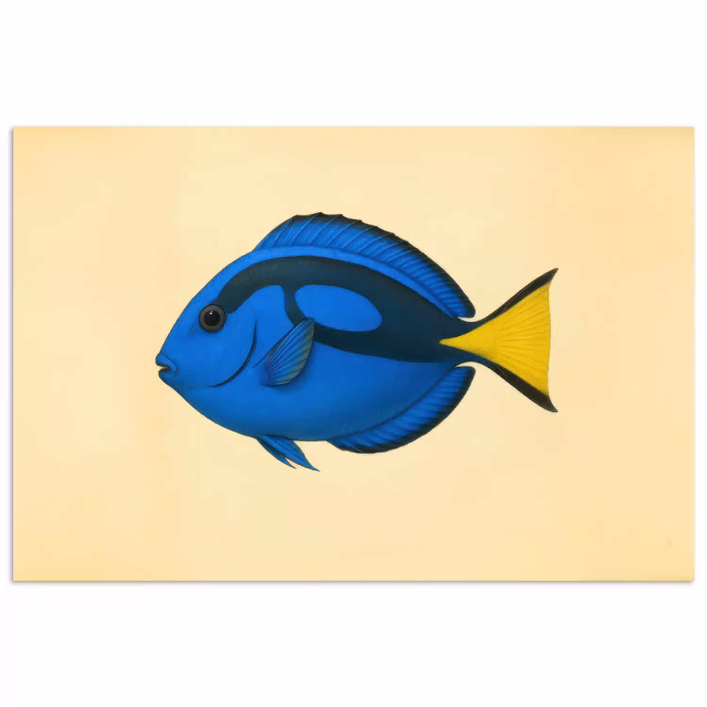 Blauw - Dory - Vis - Staartvin poster papier klein -3d